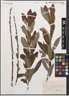 Foto von Salix cinerea L.
